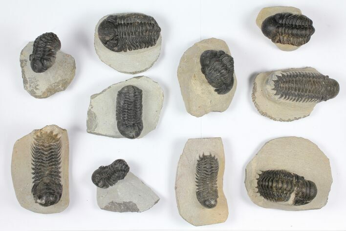 Lot: Assorted Devonian Trilobites - Pieces #92157